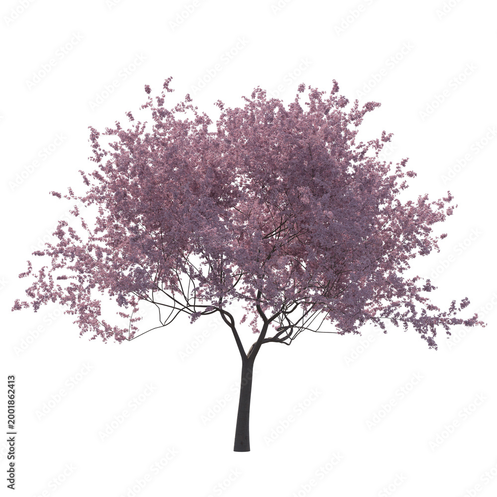Fototapeta premium Cherry blossom tree sakura isolated transparent background photo realistic 3d rendering PNG 16 bit with alpha channel