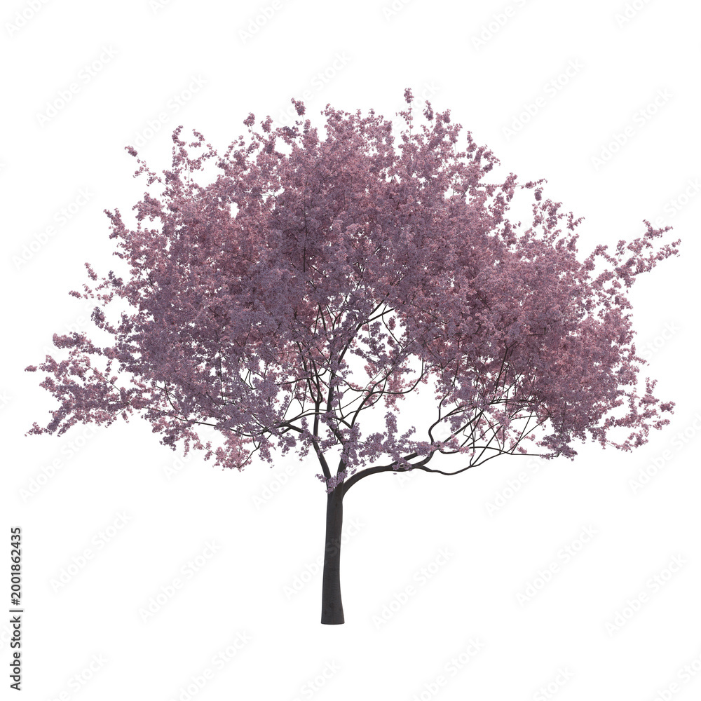 Obraz premium Cherry blossom tree sakura isolated transparent background photo realistic 3d rendering PNG 16 bit with alpha channel 