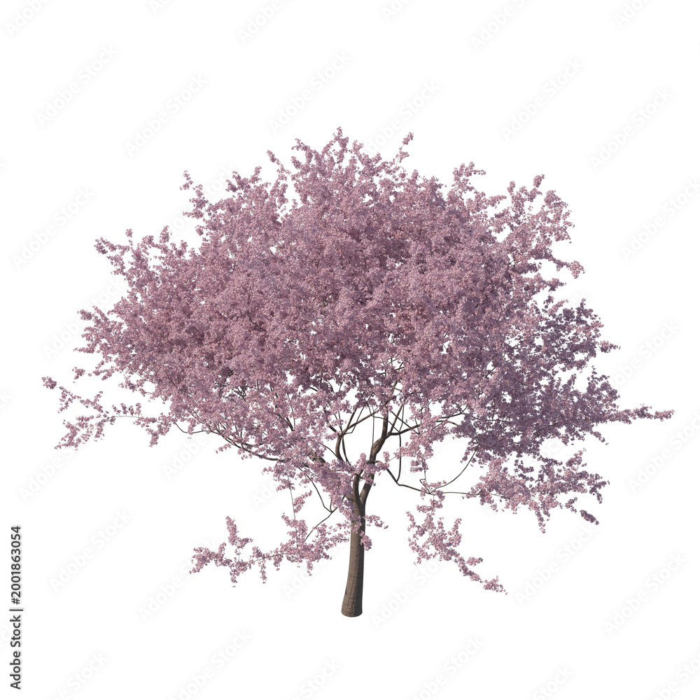 Fototapeta premium Cherry blossom tree sakura isolated transparent background photo realistic 3d rendering PNG 16 bit with alpha channel 