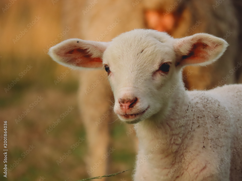 Obraz premium Little Merino lamb 