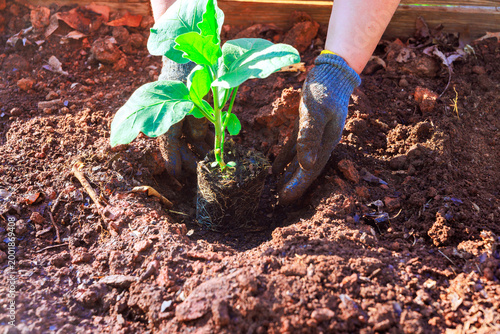 Fotografi Gardener uses hands to place young eggplant plant into ground, preparing for growth at garden