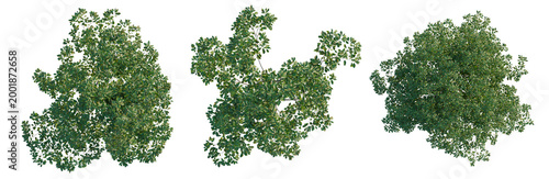 Foto Cinnamomum camphora tree plan, top view, cutout, transparent background, isolate