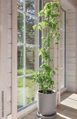 Indoor jasmine houseplant in white flower pot by sunlit window, light wooden home interior, natural houseplant decor, Scandinavian style room, cozy slow living, green plant, no people