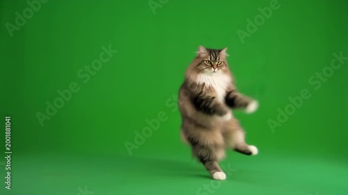 Fluffy Cat Dancing and Moving on Green Screen for Humorous Animal Content