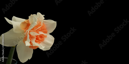 Tableau sur toile Orange and white jonquil spring flower against black background with generous co