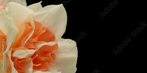 Photos Orange and white jonquil spring flower against black background with generous co