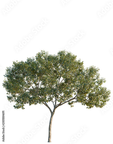 Schilderij op canvas Cinnamomum burmannii tree, elevation, front view, cutout, transparent background