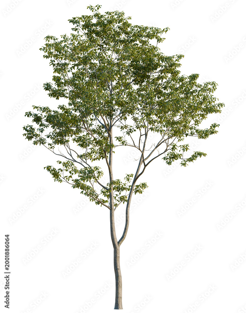 Obraz premium Cyclobalanopsis glauca tree, elevation, front view, cutout, transparent background, isolate, Detailed close-up of a lush green oak tree branch with leaves, nature background