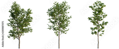 Foto Populus tree, elevation, front view, cutout, transparent background, isolate, Lu