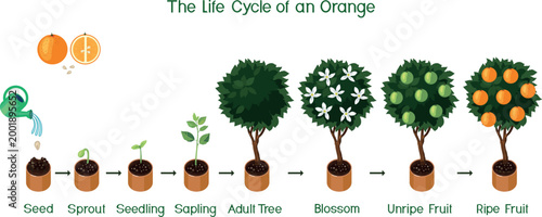 Orange tree life cycle infographic, citrus tree growth stages from seed to ripe fruit, vector illustration isolated on white