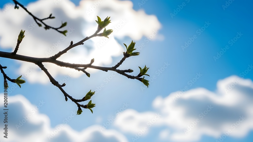 © Yaqeen - New green buds on a tree branch against a bright blue sky with white clouds, symbolizing the fresh growth and vibrant awakening of nature in spring © Yaqeen - New green buds on a tree branch against a bright blue sky with white clouds, symbolizing the fresh growth and vibrant awakening of nature in spring