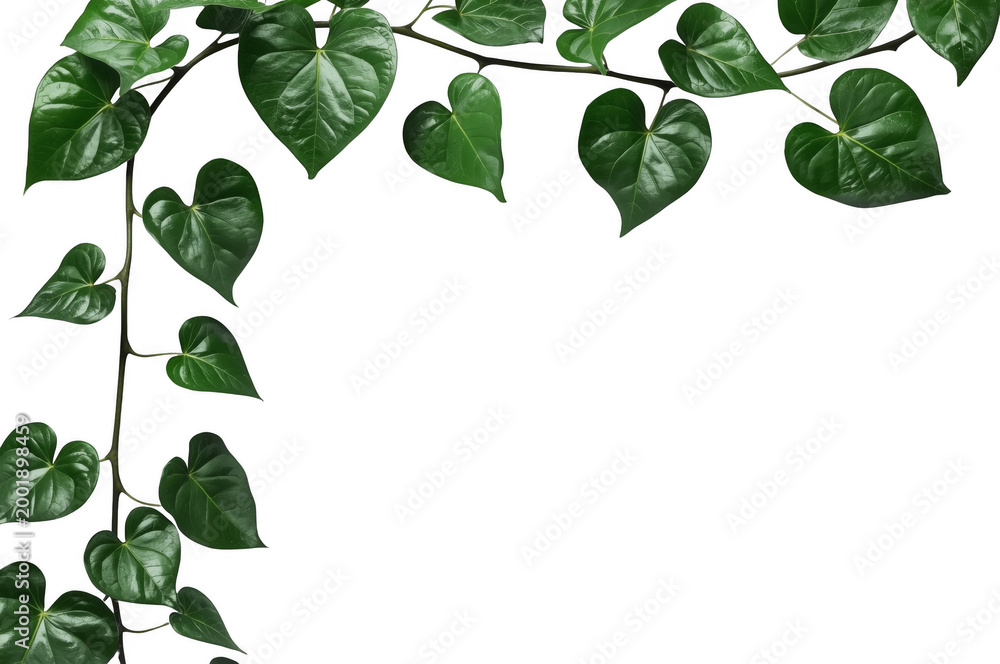 Obraz premium Heart shaped green leaves framing transparent background