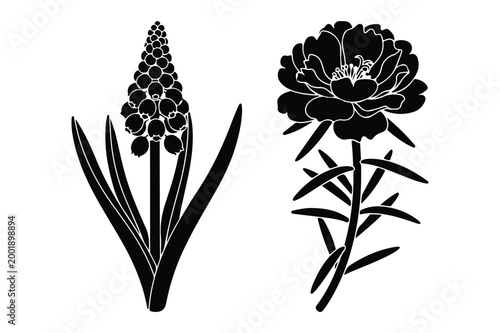Black and white vector silhouettes of blooming muscari and peony flowers