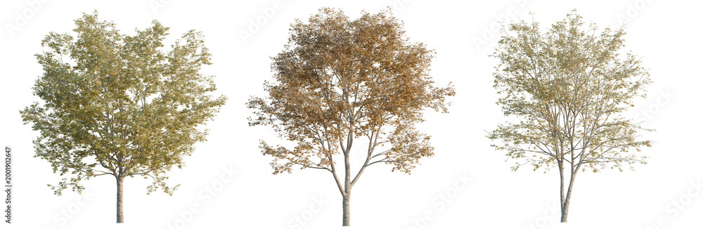 Obraz premium Acer truncatum tree, elevation, front view, cutout, transparent background, isolate, Realistic Green Leaves Branch with Clear Background for Design and Decoration