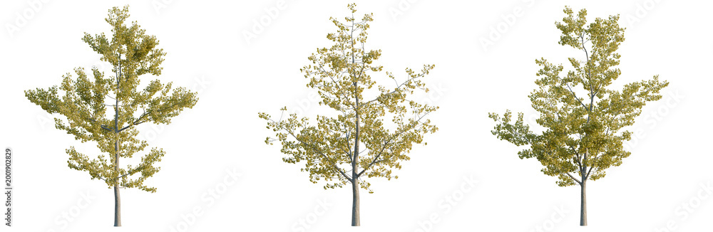 Fototapeta premium Ginkgo biloba tree, elevation, front view, cutout, transparent background, isolate, Majestic Autumn Maple Tree with Vibrant Orange Foliage on a Crisp Fall Day