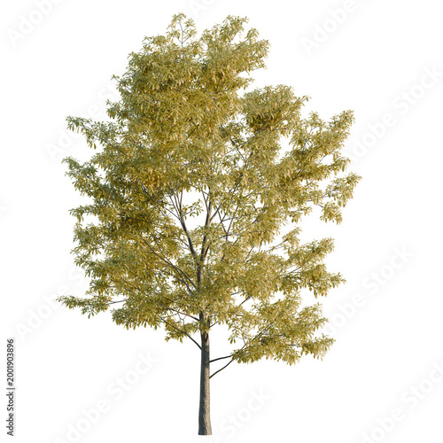 Εκτύπωση καμβά Quercus serrata tree, elevation, front view, cutout, transparent background, isolate, Detailed illustration of a vibrant autumn maple leaf with intricate vein patterns, perfect for seasonal designs