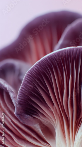 Close-up of purple mushrooms with orange gills. Detailed fungal caps and textured undersides in macro view. Natural botany and wildlife illustration for nature education. vertical format