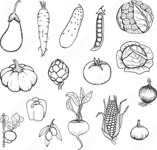 Black and white vegetable sketches including eggplant radish and lettuce for farming vector