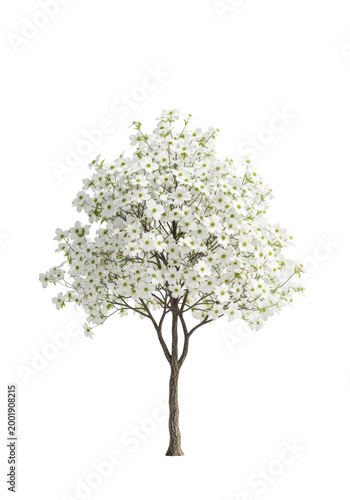 Perfectly formed dogwood tree with a dark, gnarled trunk and gracefully spreading branches laden with transparent flowers, isolated against a seamless studio white background, conveying natural