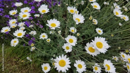 Large daisies in a flower bed during April in a UK garden during Spring.