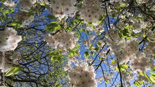 Slow pan looking upwards to white cherry blossom against a blue sky.