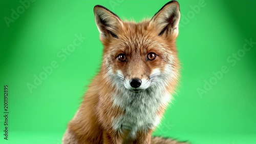A vibrant red fox sits attentively against a bright green screen, showcasing its sleek fur and intelligent gaze.