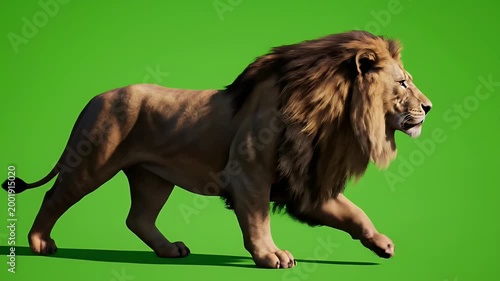 A majestic male lion strides confidently across a vibrant green screen, showcasing its powerful build and impressive mane.