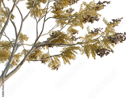 Εκτύπωση καμβά Koelreuteria paniculata tree, corner view, cutout, isolate, transparent backgrou