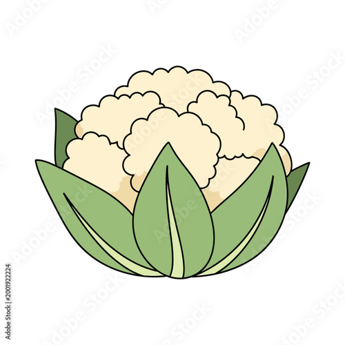 Simple cauliflower vector illustration for healthy food design