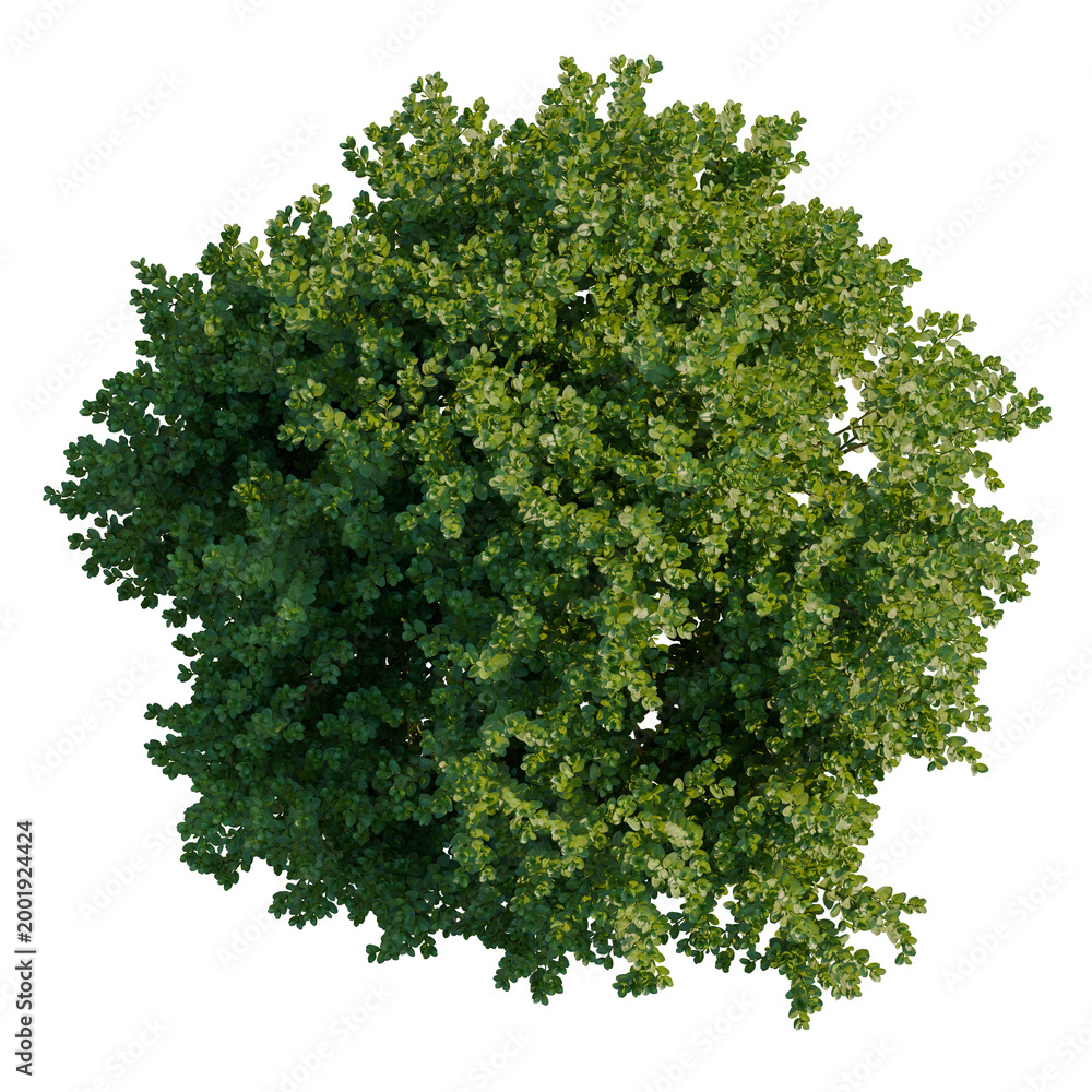 Obraz premium Buxus sempervirens tree plan, top view, cutout, transparent background, isolate, Detailed Green Plant Leaves Close Up, Botanical Illustration, Floral Design Element