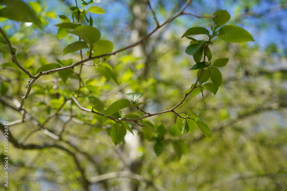 Fototapeta premium Nahaufnahme von frischen grünen Blättern und Zweigen einer Kaukasischen Erle (Alnus subcordata) im Frühling
