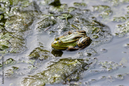 A green tree frog swims in a pond, surrounded by algae and murky water, with vibrant colors and intricate details.