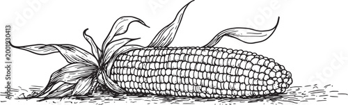 Corn Cob Hand Drawn Illustration