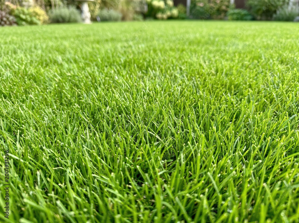 Obraz premium Lush Green Turf in a Well-Maintained Garden Setting for Landscaping Blogs, Home Improvement Websites, Gardening Articles, and Outdoor Lifestyle Content