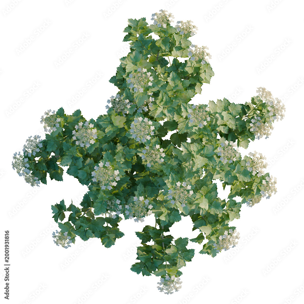 Obraz premium Viburnum opulus tree plan, top view, cutout, transparent background, isolate, Delicate Queen Anne's Lace Flowers in a Field, Natural Beauty, Floral Detail, Springtime