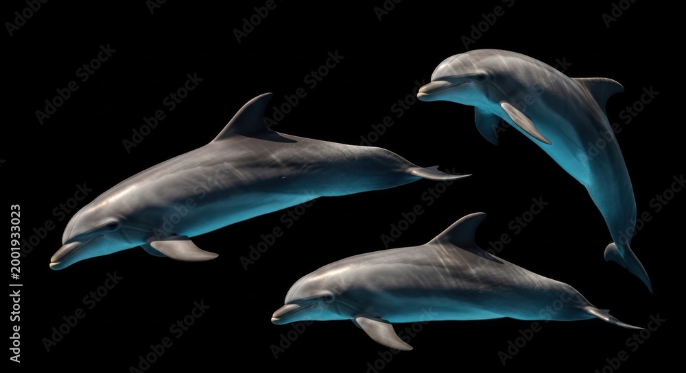 Obraz premium Three dolphins swim in dark blue water with light reflections