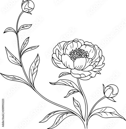 Minimalist continuous line peony flowers botanical branch elegant floral composition abstract single line drawing modern outline illustration