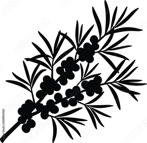Silhouette vector illustration of sea buckthorn branch with organic design