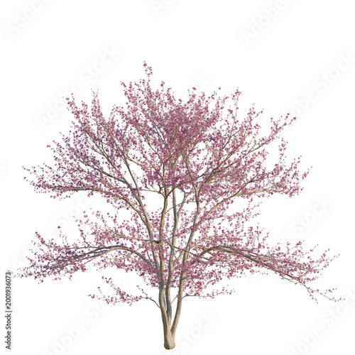 Konstfotografi Cercis canadensis tree, elevation, front view, cutout, transparent background, i
