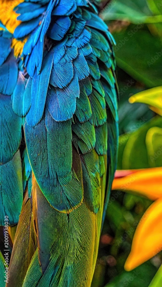 Obraz premium Macro closeup of macaw parrot feathers showcasing vibrant blue, green and yellow plumage, tropical bird wildlife texture, nature patterns