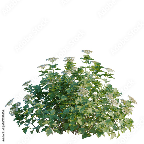 Viburnum opulus tree, elevation, front view, cutout, transparent background, isolate, Detailed close-up of a lush cluster of flowering milkweed plant with delicate blooms