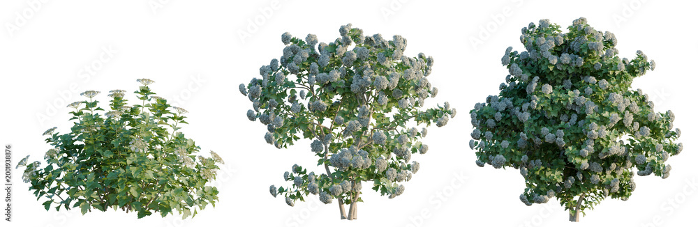 Fototapeta premium Viburnum opulus tree, elevation, front view, cutout, transparent background, isolate, Delicate Blossom Branch with Dew Drops, Nature Macro Photography, Floral Detail, Springtime