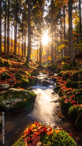 Autumn Stream in Forest. (1)