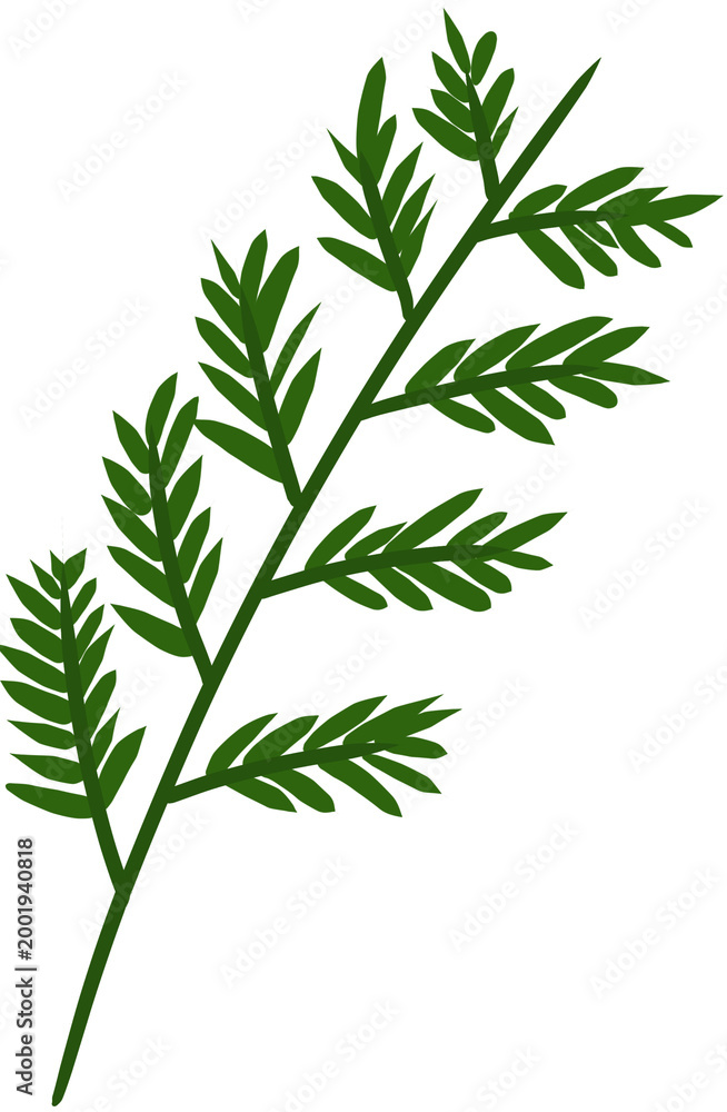Fototapeta premium branch of rosemary