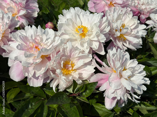 Peonies paeonia lactiflora beautiful pink white flowers.