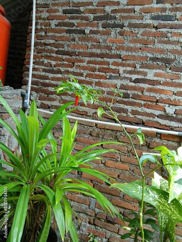 chili plant in a pot that is bearing fruit