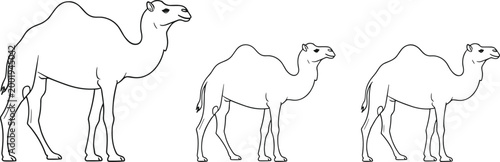 Set of minimalist camel line art illustrations featuring dromedary silhouettes in various sizes for coloring books and desert nature design