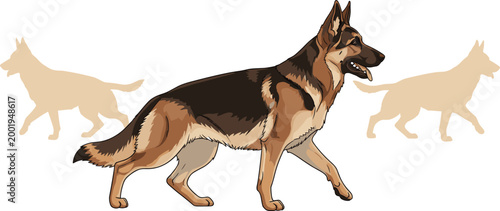 German Shepherd Dog Vector Illustration Featuring Realistic Walking Pose with Silhouette Variations in Detailed Animal Design Isolated on White Background