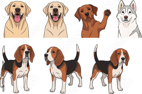 Dog breeds collection with different poses and expressions including labrador beagle and husky cartoon vector illustration set isolated on white background