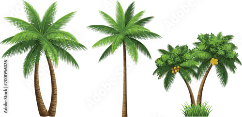 Tropical Palm Trees Collection with Coconut and Green Foliage Isolated on White Background for Summer Beach Design, Exotic Nature Illustration, and Botanical Elements